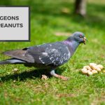Do Pigeons Eat Peanuts? The Surprising Truth About Pigeons and Peanuts