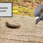 Do Pigeons Eat Slugs? Everything You Need to Know