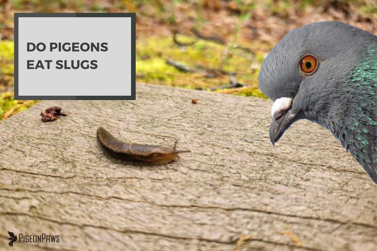 Do Pigeons Eat Slugs