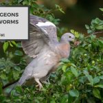 Do Pigeons Eat Worms? The Hidden Truth About Their Diets!