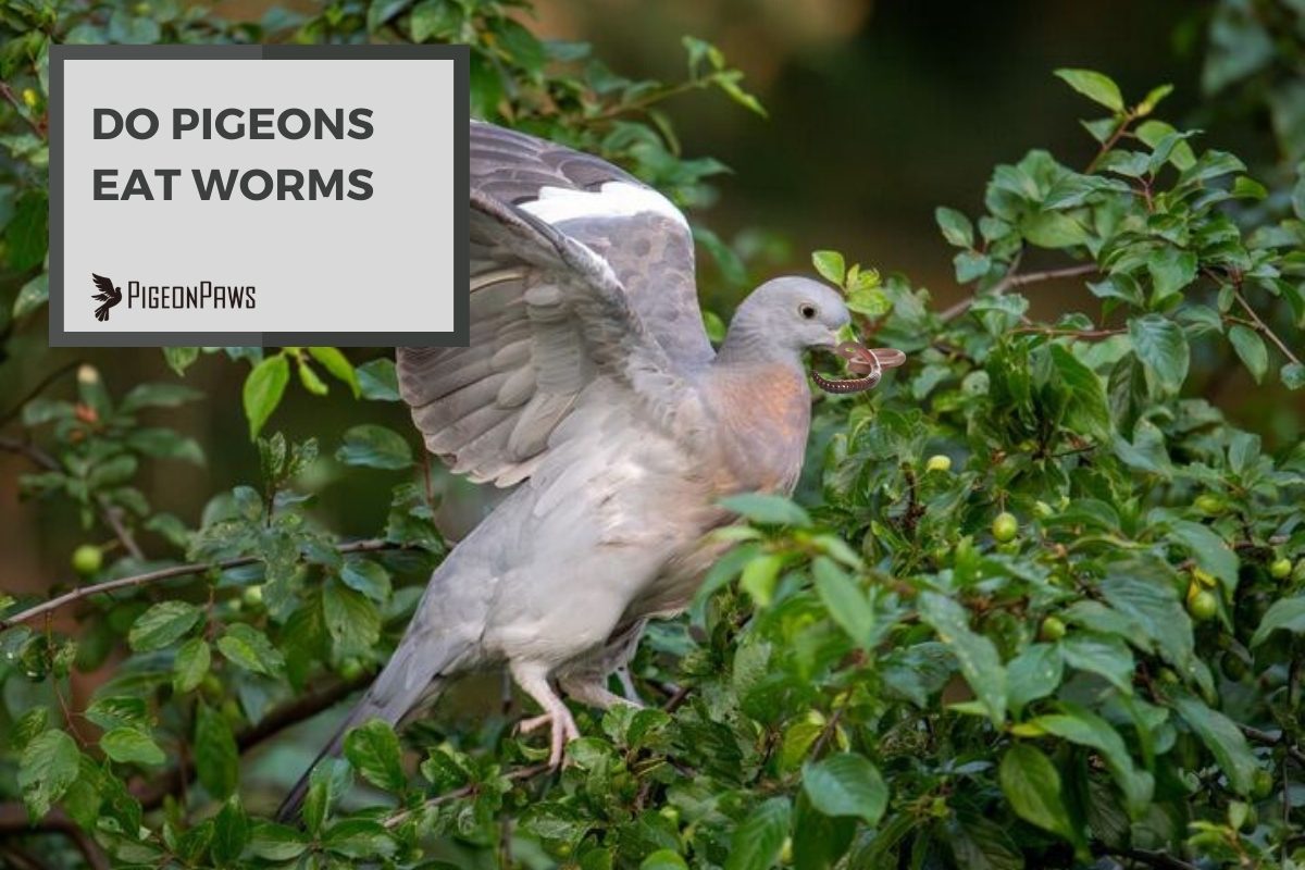 Do Pigeons Eat Worms
