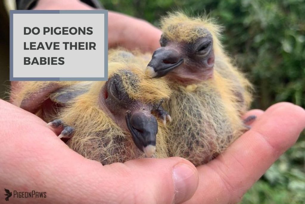 Do Pigeons Leave Their Babies