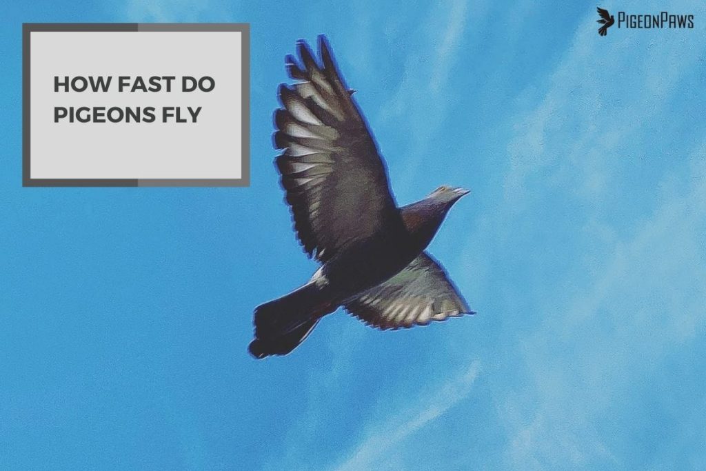 How Fast Do Pigeons Fly