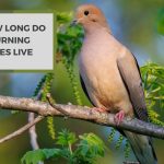 How Long Do Mourning Doves Live? Learn About Their Lifespan