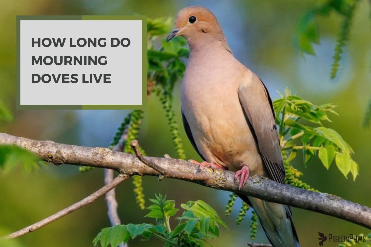 How Long Do Mourning Doves Live