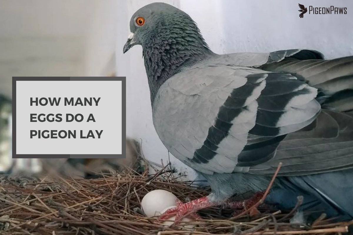 How Many Eggs Do a Pigeon Lay
