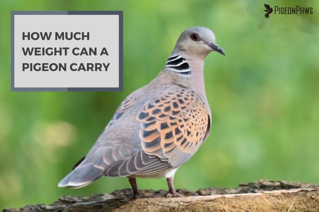 How Much Weight Can a Pigeon Carry
