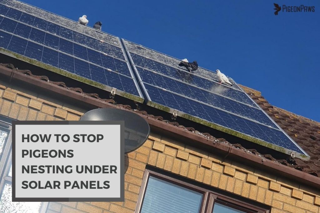 How To Stop Pigeons Nesting Under Solar Panels