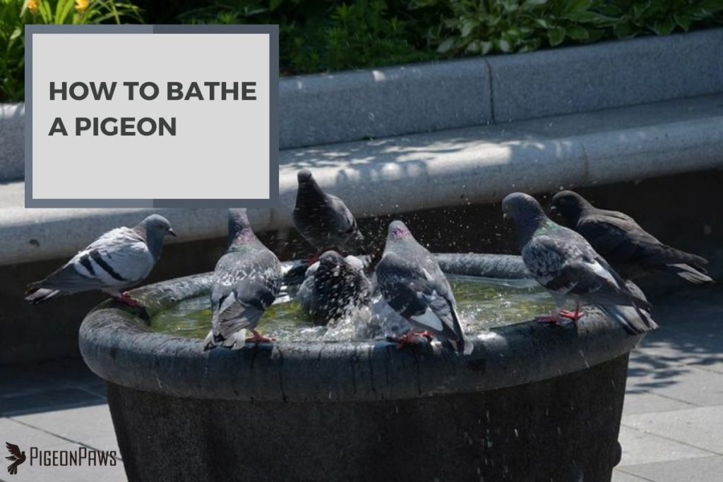 How to Bathe a Pigeon