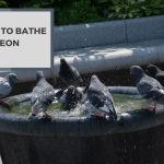 How to Bathe a Pigeon? The Expert Guide to Pigeon Bathing