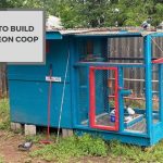 How to Build a Pigeon Coop? Detailed Instructions