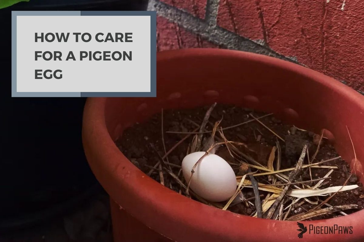 How to Care for a Pigeon Egg