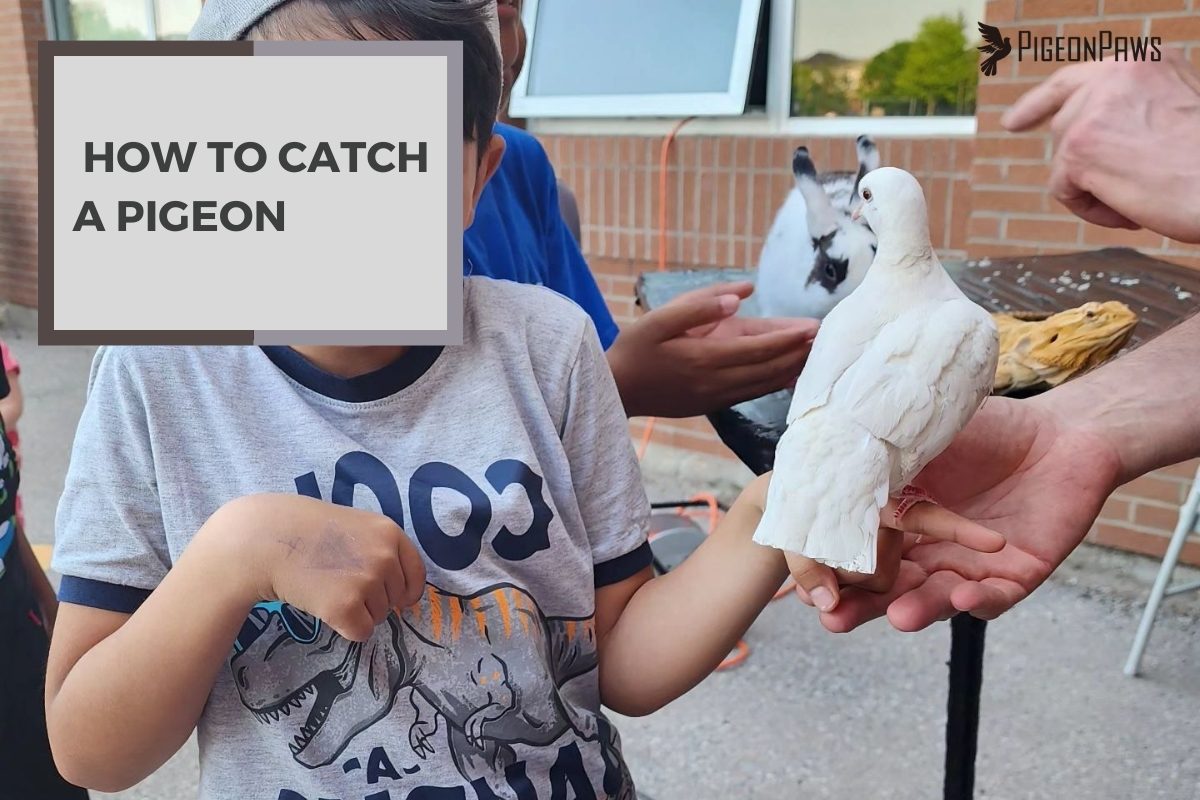 How to Catch a Pigeon