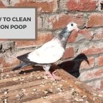How to Clean Pigeon Poop? Tips and Tricks!