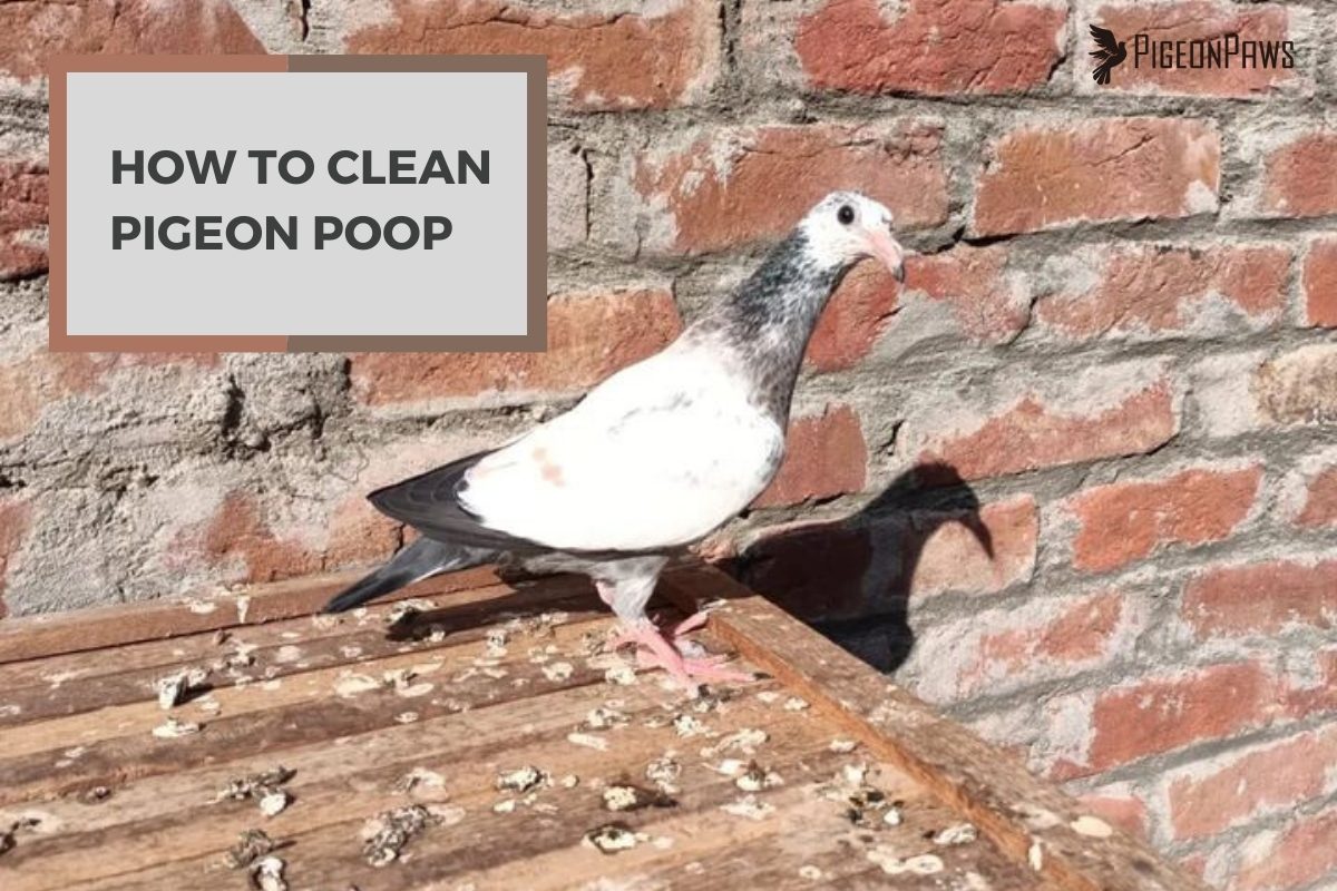 How to Clean Pigeon Poop