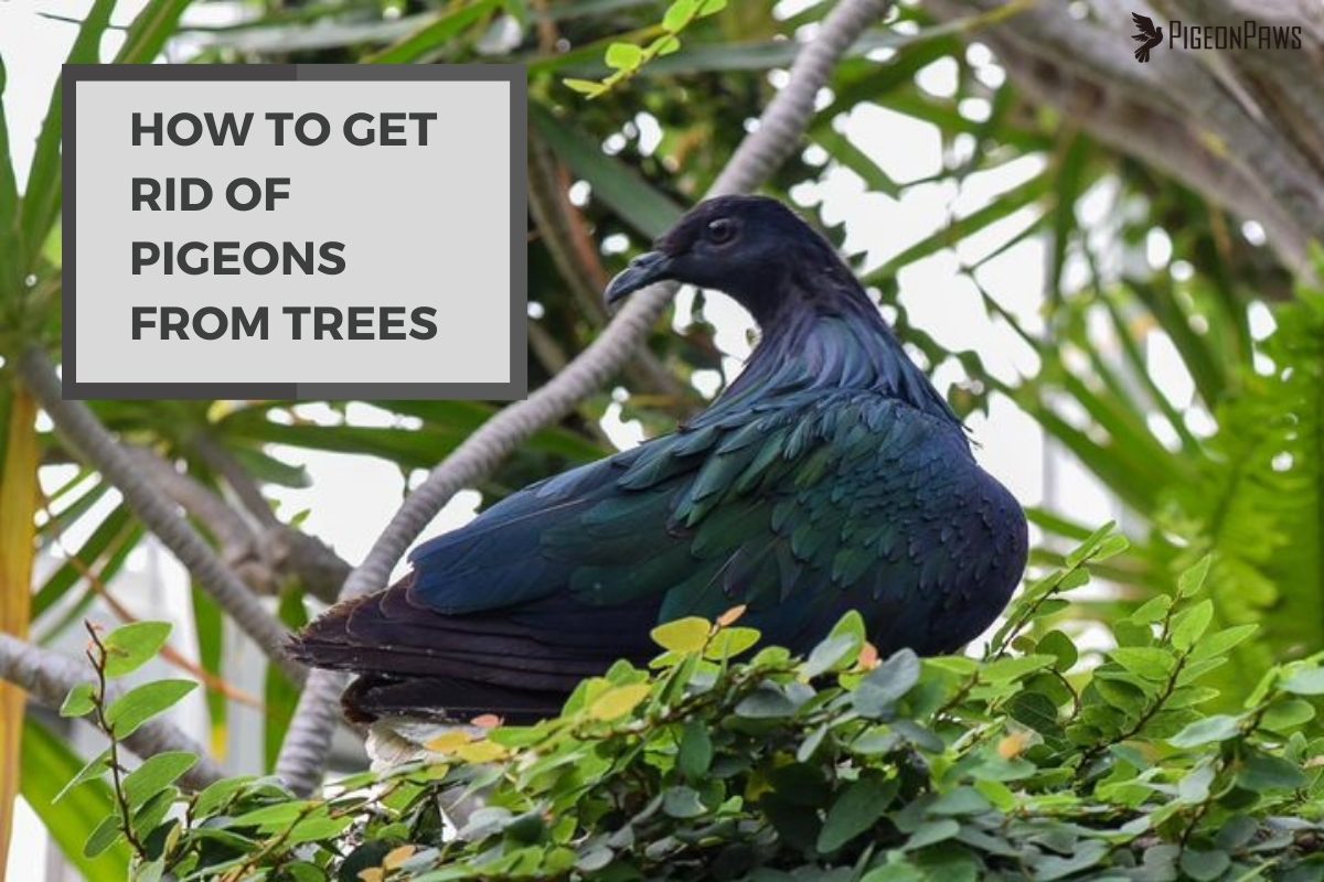 How to Get Rid of Pigeons From Trees