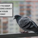 How to Keep Pigeons Away From Your Balcony? 10 Proven Methods
