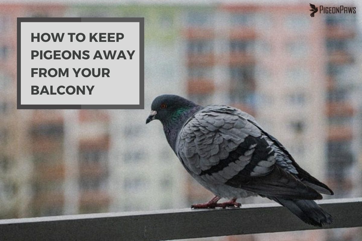 How to Keep Pigeons Away From Your Balcony