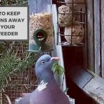 How to Keep Pigeons Away From Your Bird Feeder?