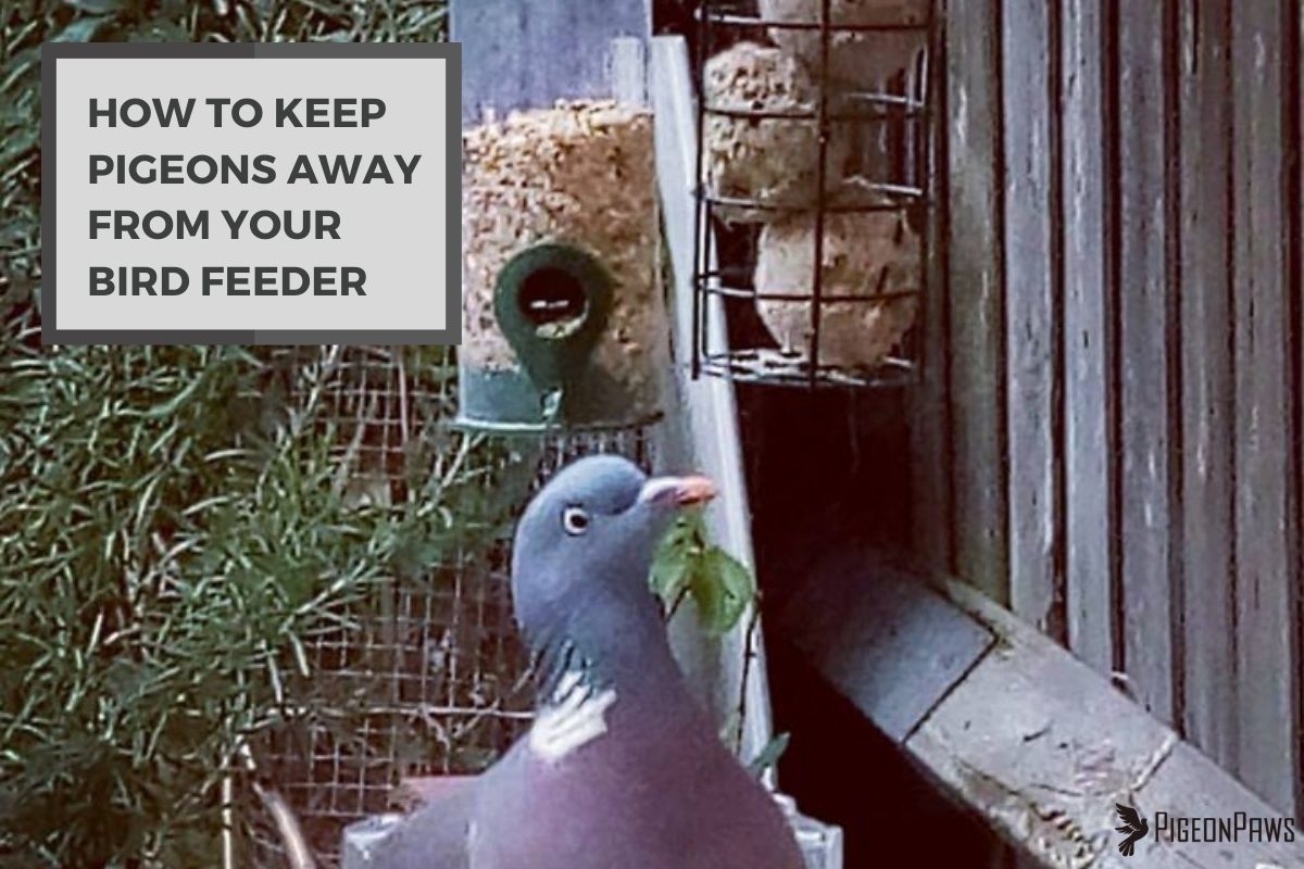 How to Keep Pigeons Away From Your Bird Feeder