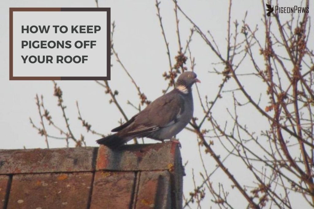 How to Keep Pigeons Off Your Roof