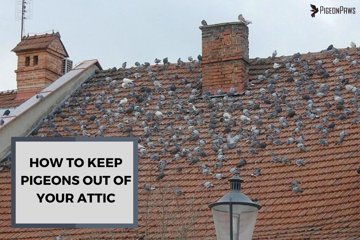 How to Keep Pigeons Out of Your Attic