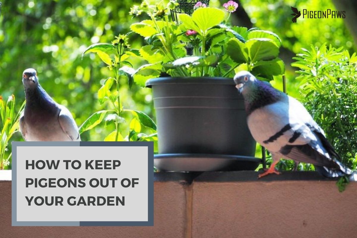 How to Keep Pigeons Out of Your Garden