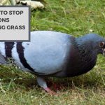 How to Stop Pigeons Eating Grass Seed? Perfect Solutions!