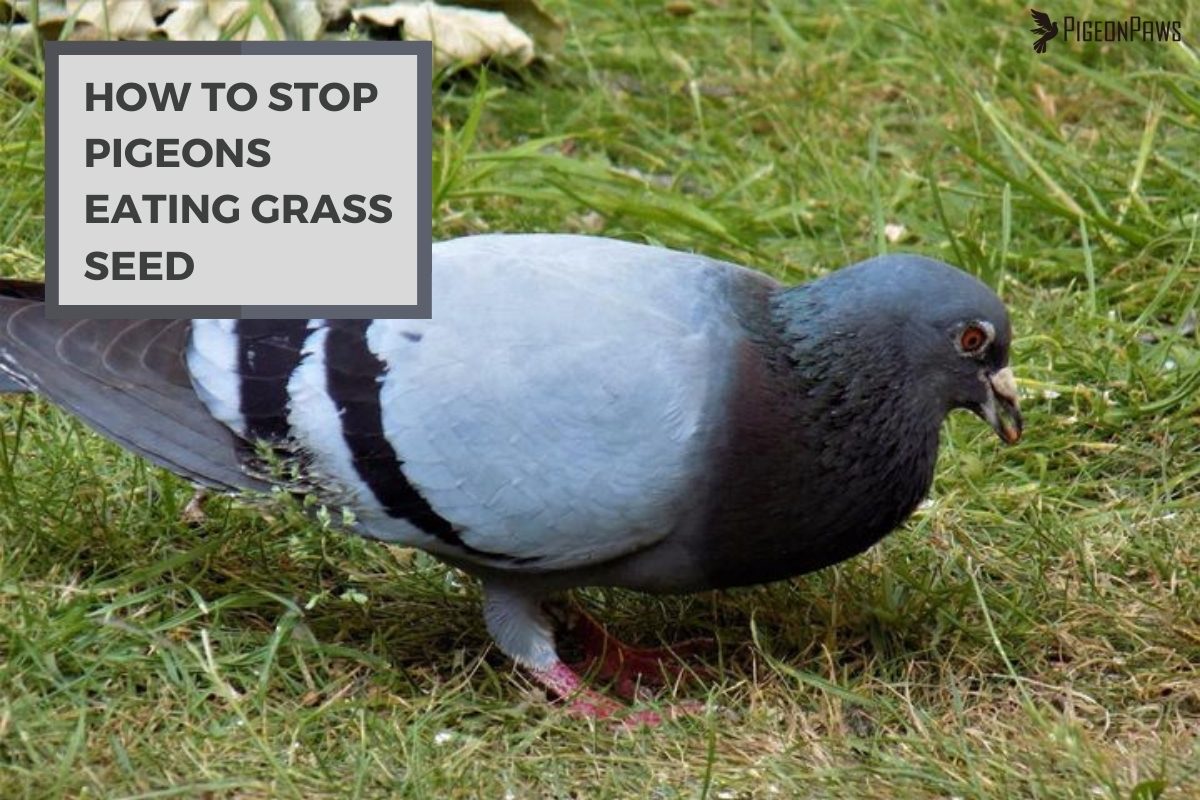 How to Stop Pigeons Eating Grass Seed