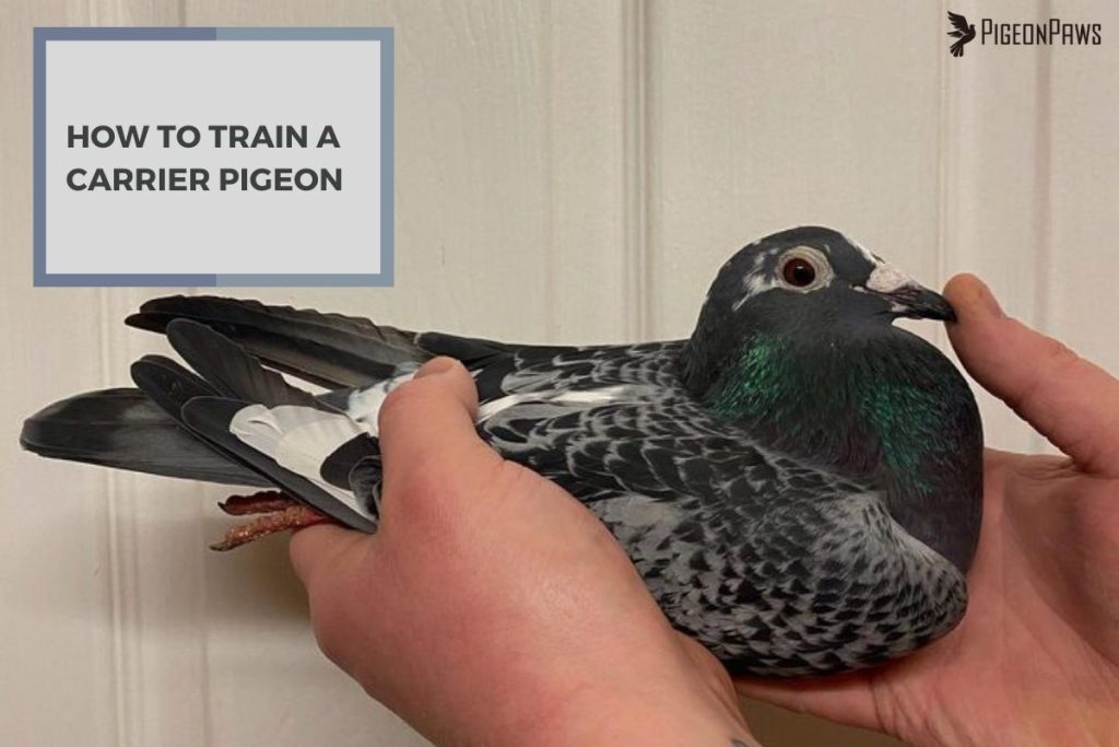 How to Train a Carrier Pigeon