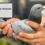 Racing Pigeon Tips-From Nutrition Needs To Training