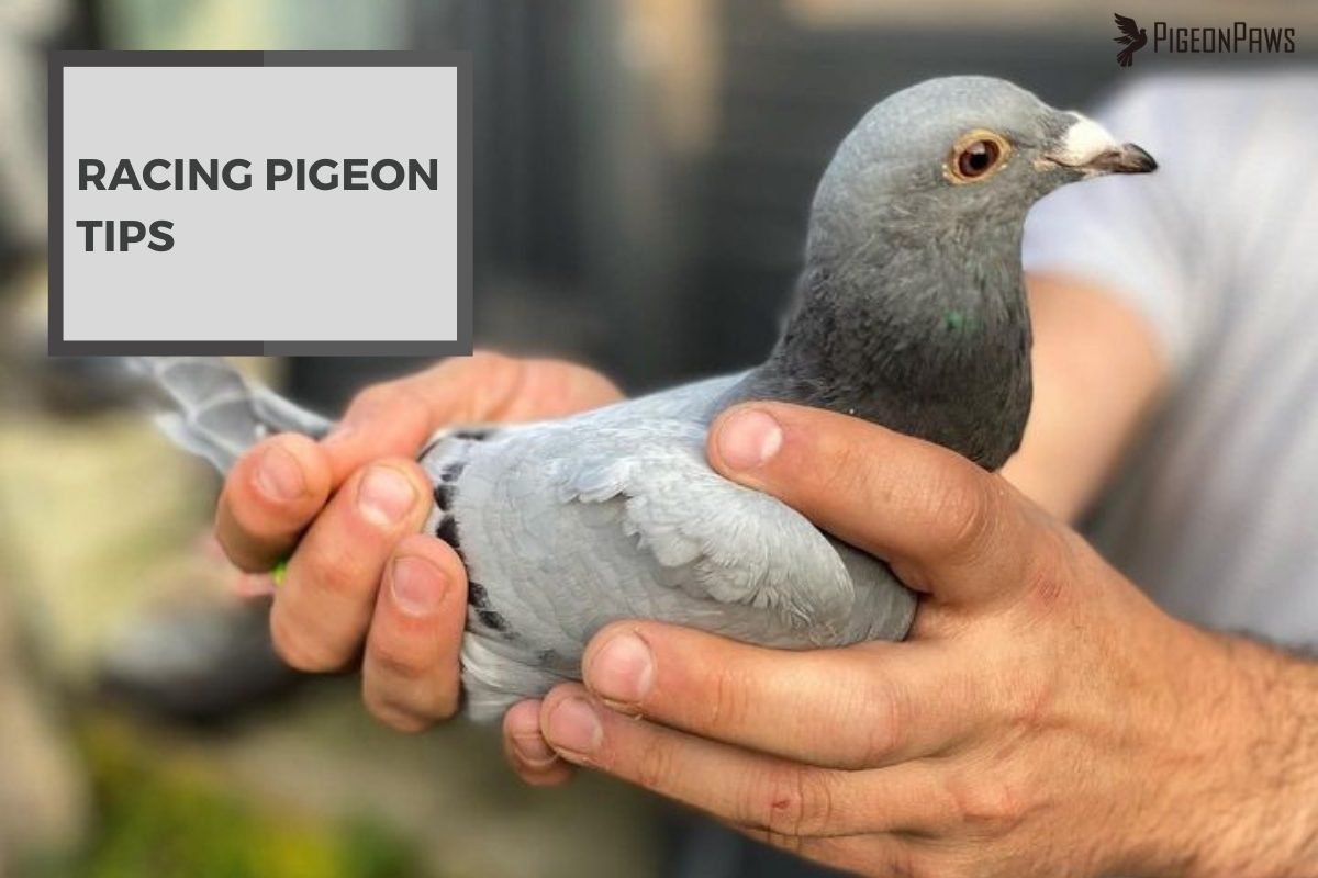 Racing Pigeon Tips