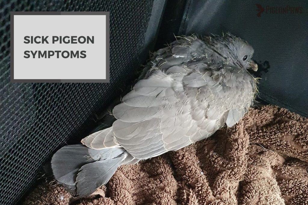 Sick Pigeon Symptoms