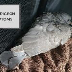 Sick Pigeon Symptoms-Knowing the Signs and Treatment