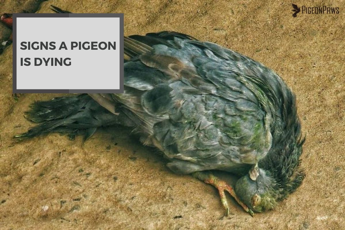 Signs a Pigeon Is Dying