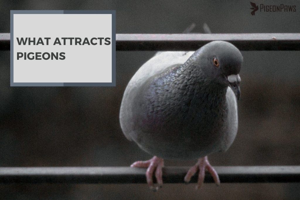 What Attracts Pigeons