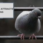 What Attracts Pigeons? Ways to Draw Their Attention