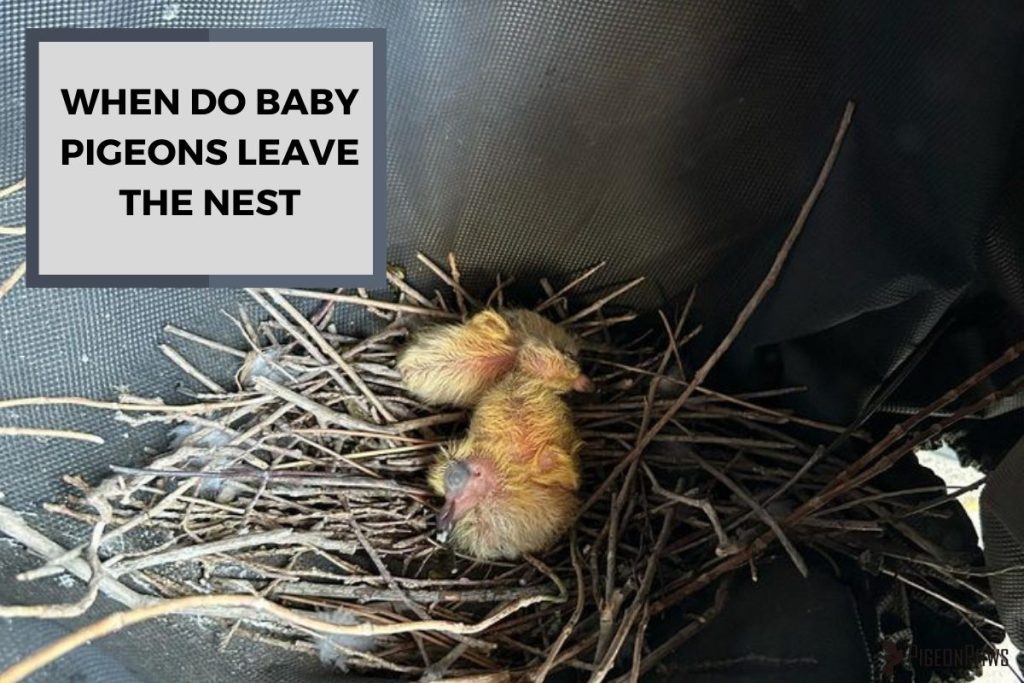 When Do Baby Pigeons Leave the Nest