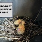 When Do Baby Pigeons Leave the Nest? A Guide for Pigeon Lovers