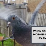 When Do Baby Pigeons Start to Fly? A Comprehensive Guide