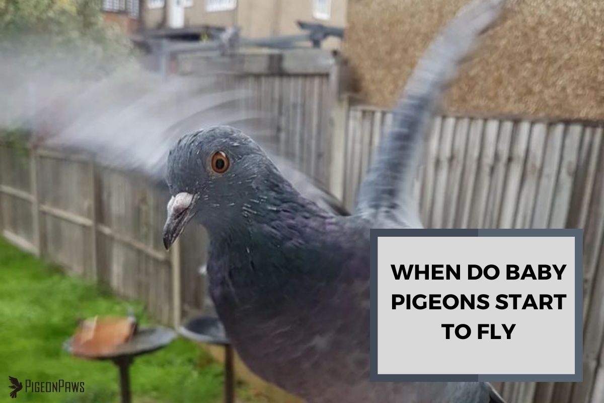 When Do Baby Pigeons Start to Fly