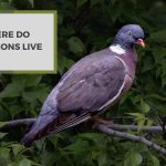 Where Do Pigeons Live?A Peek Into Their Secret Life