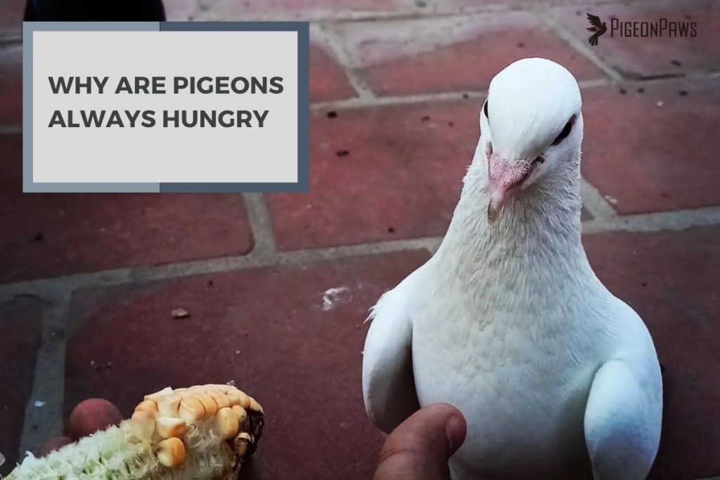 Why Are Pigeons Always Hungry