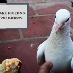 Why Are Pigeons Always Hungry? Secrets Of Their Hunger