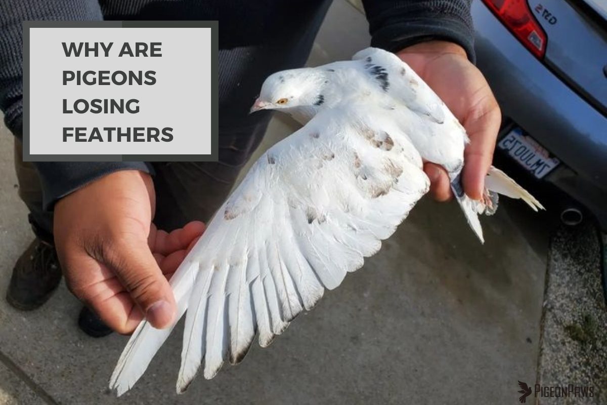 Why Are Pigeons Losing Feathers
