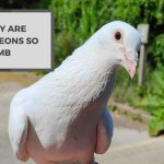 Why Are Pigeons So Dumb? They’re Not Dumb as You Think!