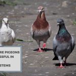 Why Are Pigeons Successful In Urban Ecosystems?