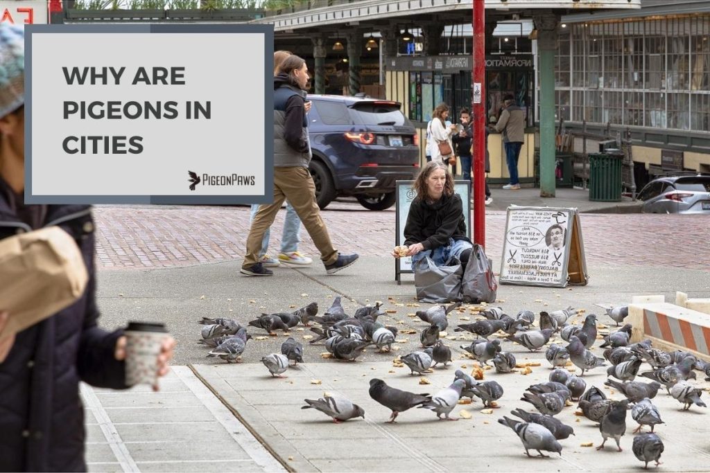 Why Are Pigeons in Cities