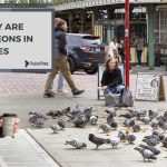 Why Are Pigeons in Cities? Unraveling Their Urban Habits