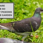 Why Are There So Many Pigeons in the Garden? Things That Attract Them